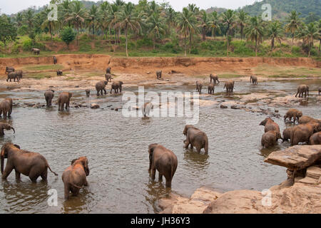 Herde der asiatischen Elefanten (Elephas Maximus) von das Pinnawela-Elefantenwaisenhaus in einem seichten Fluss. Stockfoto