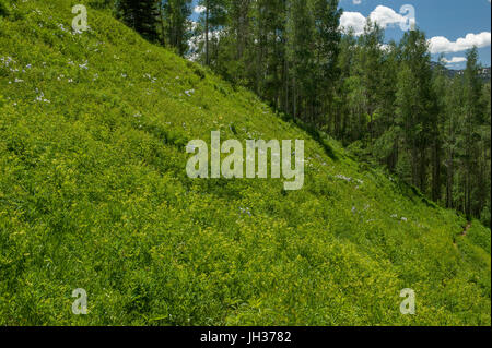 Einem steilen Hügel bedeckt mit blauen Columbine und andere Wildblumen auf dem mageren Fisch-Trail im White River National Forest, Colorado Stockfoto