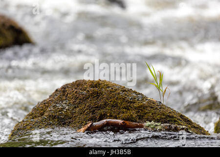 Nahaufnahme von Wasser waschen über Rock mit einem grünen Gras Pflanze in der Mitte des fließenden Fluss Model Release: Nein Property Release: Nein. Stockfoto