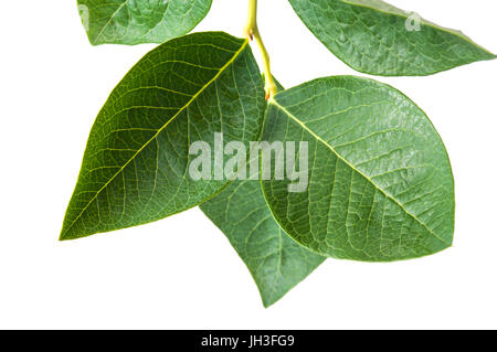 Blätter der Heidelbeeren auf einem Ast. Studio-Shooting. Stockfoto