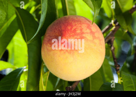Reifer Pfirsich Früchte auf dem Baum im Garten. Stockfoto