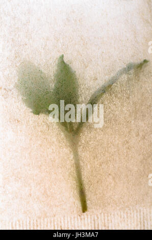 Nahaufnahme von einem Pfefferminze Blatt Zweig innerhalb einer ungebleicht Teebeutel. Stockfoto