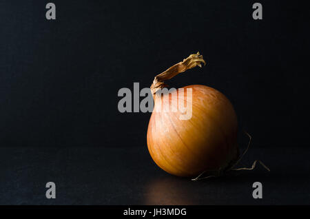 Eine einzelne ganze Zwiebel, ungeschält mit Wurzel intakt auf schwarzem Schiefer Tafel Hintergrund. Stockfoto