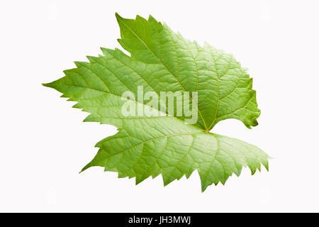 Traube verlassen. Einzel-Studio-Shooting mit Beschneidungspfad. Isoliert auf weißem Hintergrund. Stockfoto