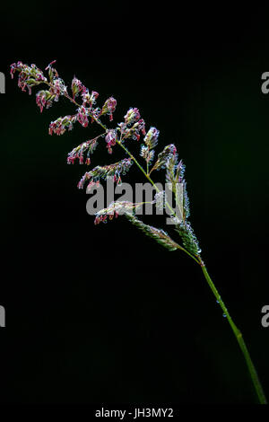 Close-up Wildgras Saatgut Kopf. Stockfoto