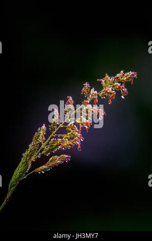 Nahaufnahme von einem Grashalm... Rasen im Frühjahr mit rot blühenden Seedhead in Tautropfen abgedeckt. Stockfoto