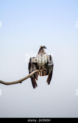 Rachel, eine weibliche östliche Fischadler Pandion Haliaetus, wird auf eine live-Cam auf der Hog Island Audubon Camp in Bremen, Maine, USA beobachtet. Stockfoto