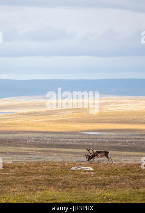 Rentiere grasen in Lappland Stockfoto