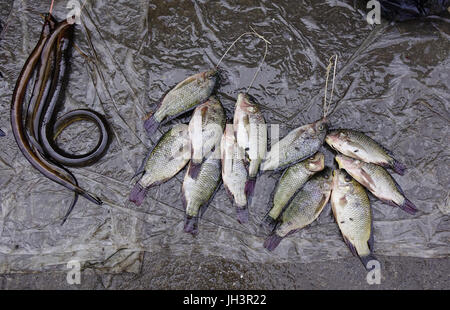 Karpfen Sie Fischen und Eals zum Verkauf auf dem lokalen Markt in Asien Stadt. Hautnah. Stockfoto