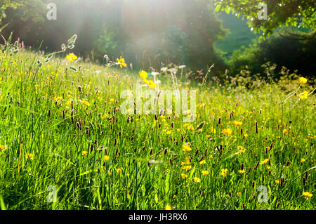 Englische Landschaft ländliche Wiese mit Wildblumen im Sommer Abendsonne Licht Stockfoto