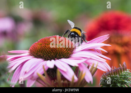 Bombus Lucorum. White-tailed Hummel Fütterung auf eine Echinacea Purpurea / Sonnenhut in einem englischen Garten. UK Stockfoto