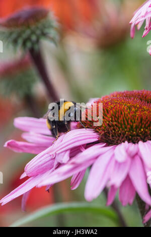 Bombus Lucorum. White-tailed Hummel Fütterung auf eine Echinacea Purpurea / Sonnenhut in einem englischen Garten. UK Stockfoto