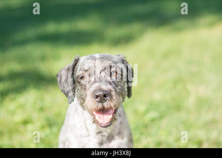 De Gesicht keuchend Hund. Selektiven Fokus. Stockfoto