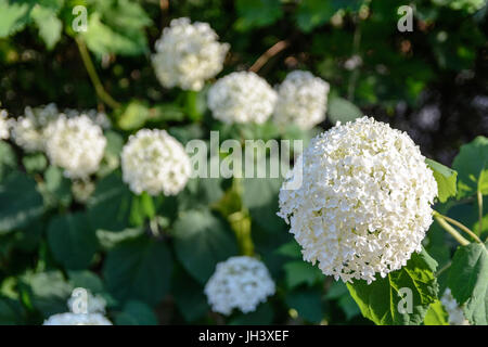 Gruppe von weißen Hortensie Blumen unter ein warmes Licht bei Sonnenuntergang. Stockfoto