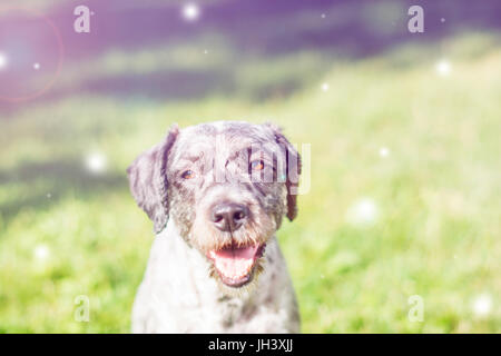 De Gesicht keuchend Hund. Selektiven Fokus.  Verträumte Wirkung und Objektiv Flare in der Nachbearbeitung hinzugefügt. Stockfoto