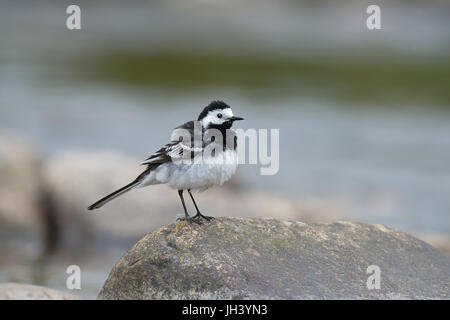 Männliche Pied Bachstelze-Motacilla Alba. UK Stockfoto