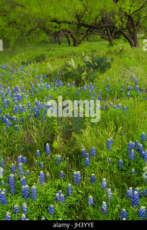 Texas Bluebonnets (Lupinus Texensis) wachsen unter den prickley Pear Cactus und Bäume in Texas. USA Stockfoto