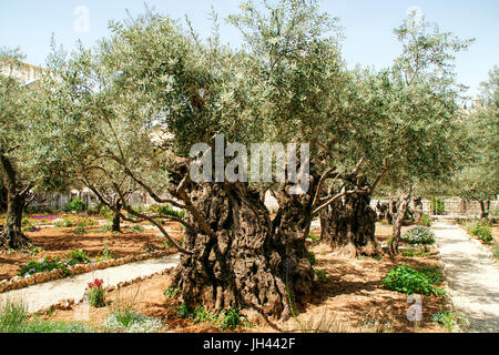 Alte Olivenbäume im Garten von Gethsemane auf dem Gelände der Basilika von der Agonie Kirche aller Nationen (gesehen auf der linken Seite) an der Basis der th Stockfoto