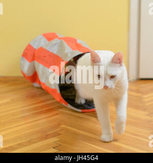 Weiße Katze, die aus der Katze-Tunnel. Stockfoto