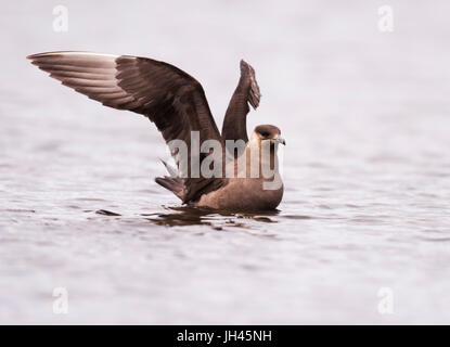 Ein Arctic Skua (Stercorarius Parasiticus) Baden in einem See, Shetland, UK Stockfoto