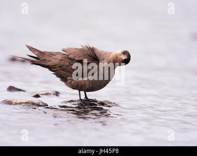 Ein Arctic Skua (Stercorarius Parasiticus) wirft einen neugierigen Blick auf Phoographer, Shetland, UK Stockfoto