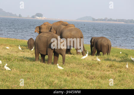 Minneriya National Park Nord-Zentralprovinz Sri Lanka asiatische Elefanten und Kuhreiher Stockfoto