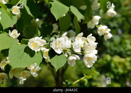 Philadelphus coronarius Stockfoto