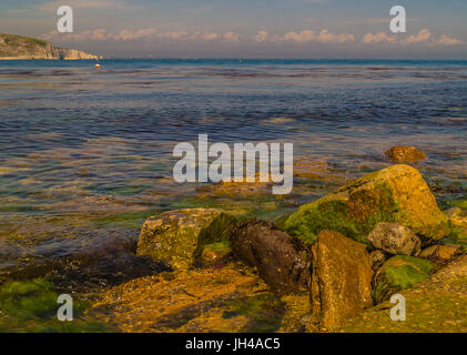 Die bunten Küsten Moos bedeckt mit Steinen nach Swanage, Dorset, England Stockfoto