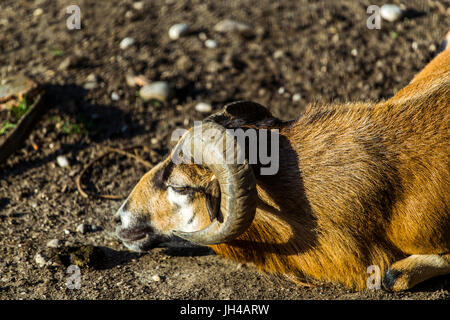 Männchen von einem braunen Kamerun-Schafe (Ovis Aries) auf dem Boden liegend. Schafmilch Gesicht. Stockfoto