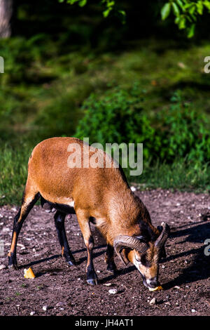 Männchen von einem braunen Kamerun Schafe (Ovis Aries) ein Stück Brot zu essen. Stockfoto