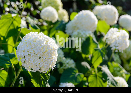 Gruppe von weißen Hortensie Blumen unter ein warmes Licht bei Sonnenuntergang. Stockfoto