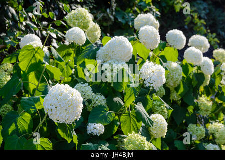 Gruppe von weißen Hortensie Blumen unter ein warmes Licht bei Sonnenuntergang. Stockfoto