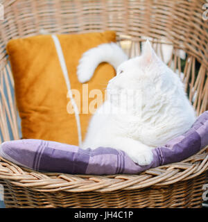 Weiße Katze liegend auf dem Kissen. Profil. Selektiven Fokus. Stockfoto