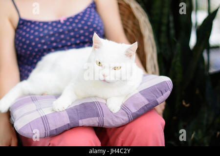 Weiße Katze liegend auf dem Kissen im Schoß einer Frau. Selektiven Fokus. Stockfoto