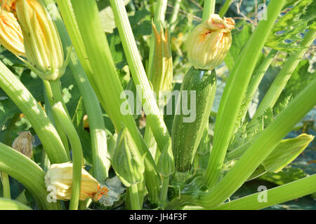 Nahaufnahme der unreifen Zucchini noch an der Pflanze Stockfoto