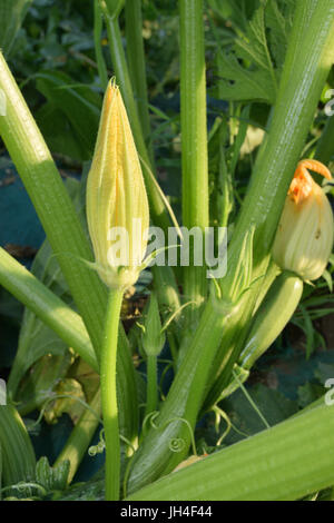 Nahaufnahme der unreifen Zucchini noch an der Pflanze Stockfoto