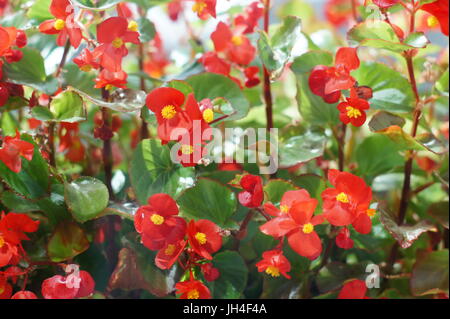 leuchtend rote Blüten Begonie Nahaufnahme Hintergrund Stockfoto