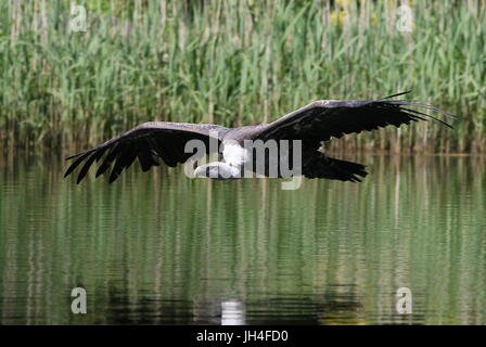 Afrikanische Rüppell Gänsegeier (abgeschottet Rueppellii) während des Fluges, skimming niedrig über dem Wasser. Stockfoto