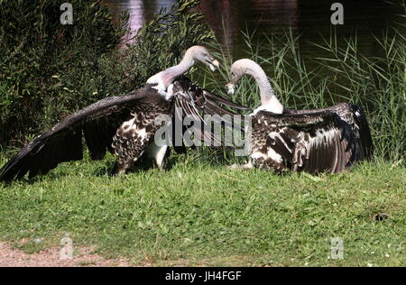 Zwei afrikanische Rüppell Geier (abgeschottet Rueppellii) Gezänk über die Beute von einer Karkasse. Stockfoto