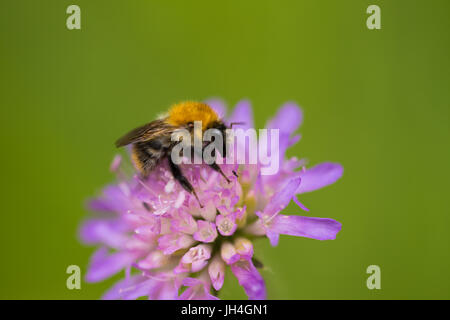 Eine wunderschöne Hummel sammeln Honig aus einem lila Sommerblume. Makro geringe Schärfentiefe Feld Foto. Stockfoto