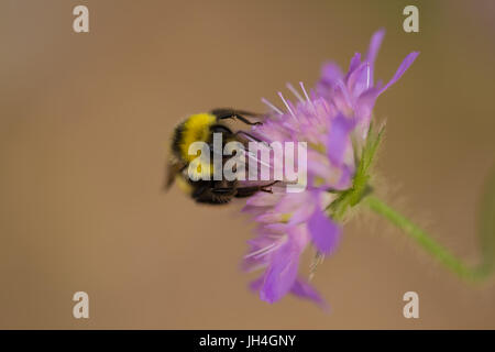 Eine wunderschöne Hummel sammeln Honig aus einem lila Sommerblume. Makro geringe Schärfentiefe Feld Foto. Stockfoto