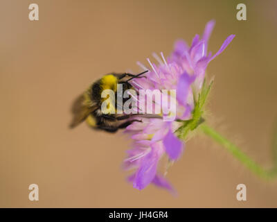 Eine wunderschöne Hummel sammeln Honig aus einem lila Sommerblume. Makro geringe Schärfentiefe Feld Foto. Stockfoto