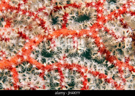 Detail der Horn (Acantogorgia SP.), rote Koralle, mit Polypen, weiße, Palawan, Mimaropa, Sulu See, Pazifik, Philippinen Stockfoto