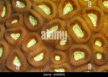 Favia Stony Coral (Favia SP.) mit eingefahrenen Polypen, Palawan, Mimaropa, Sulu-See, Pazifik, Philippinen Stockfoto