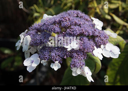 Blau blühenden Hydrangea aspera sargentiana Stockfoto