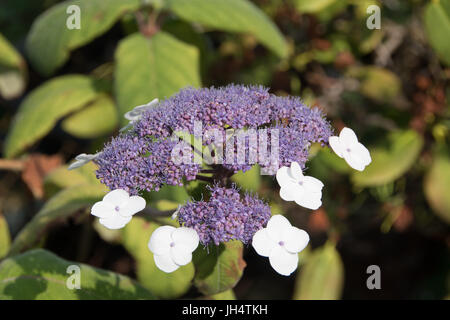 Blau blühenden Hydrangea aspera sargentiana Stockfoto