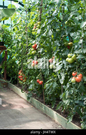 Eine Gewächshaus-Grenze mit Tomaten gepflanzt. Stockfoto