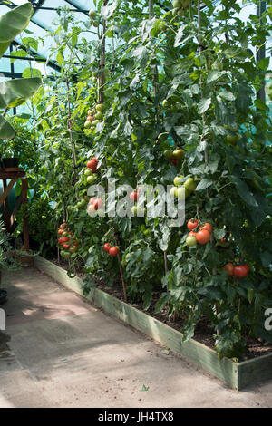 Eine Gewächshaus-Grenze mit Tomaten gepflanzt. Stockfoto