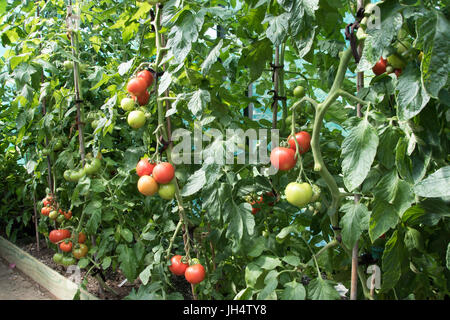 Eine Gewächshaus-Grenze mit Tomaten gepflanzt. Stockfoto