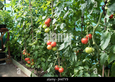 Eine Gewächshaus-Grenze mit Tomaten gepflanzt. Stockfoto